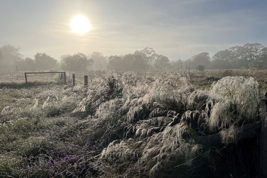 Sun shines over a paddock covering in mist and icy frost