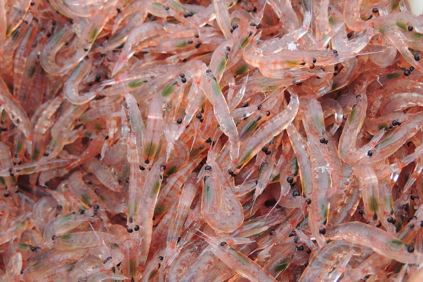 Krill Krill Krill and more Krill