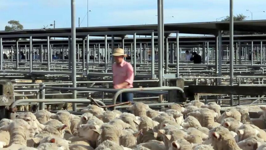 Sheep at Ballarat saleyards