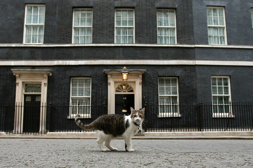 Larry the Downing Street cat walks outside Number 10 Downing Street.