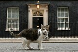 Larry the Downing Street cat walks outside Number 10 Downing Street.