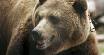 Picture of a brown bear.