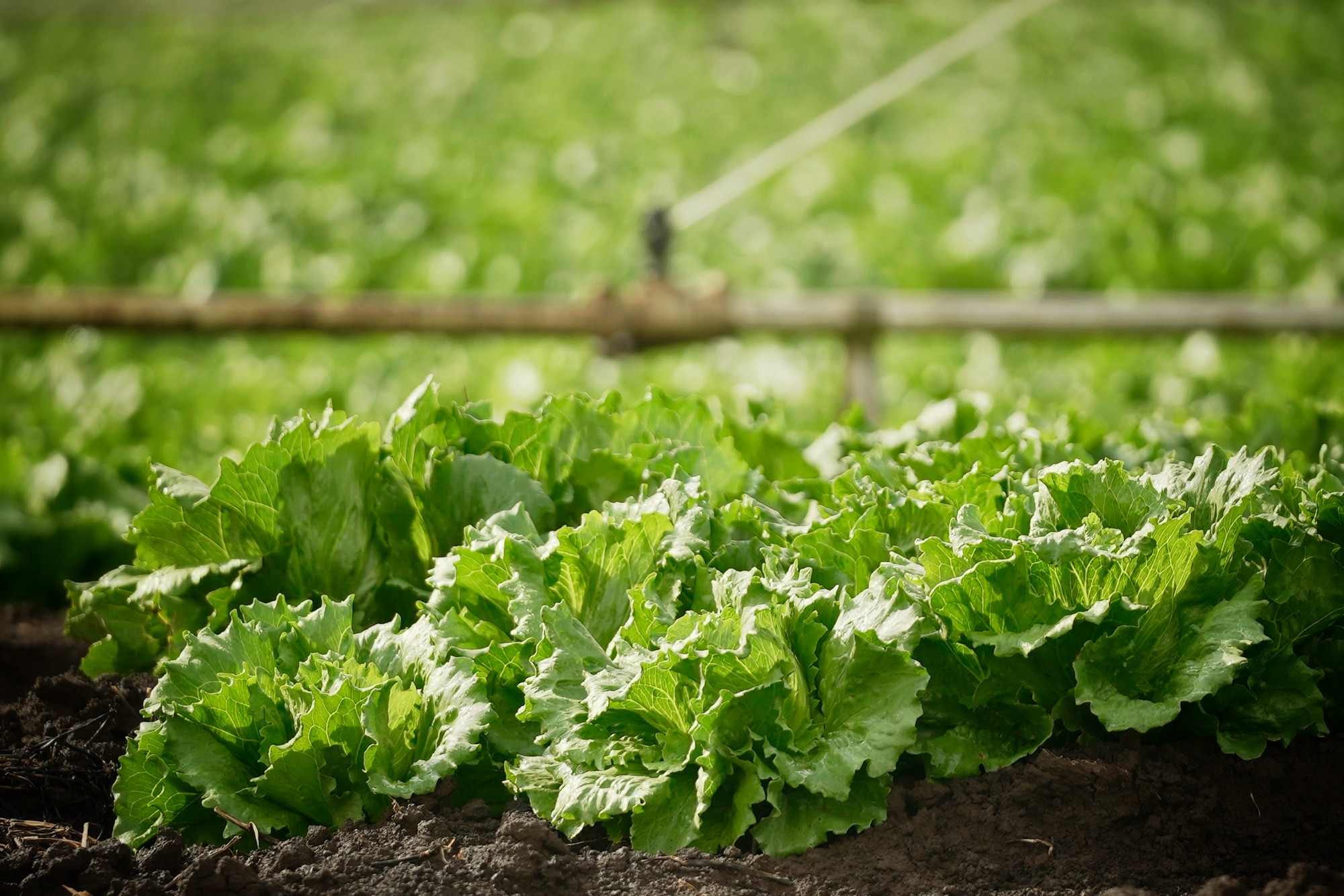 Lettuces in black dirt