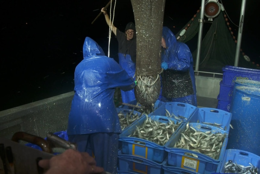 Foto de varios hombres pescando sardinas.