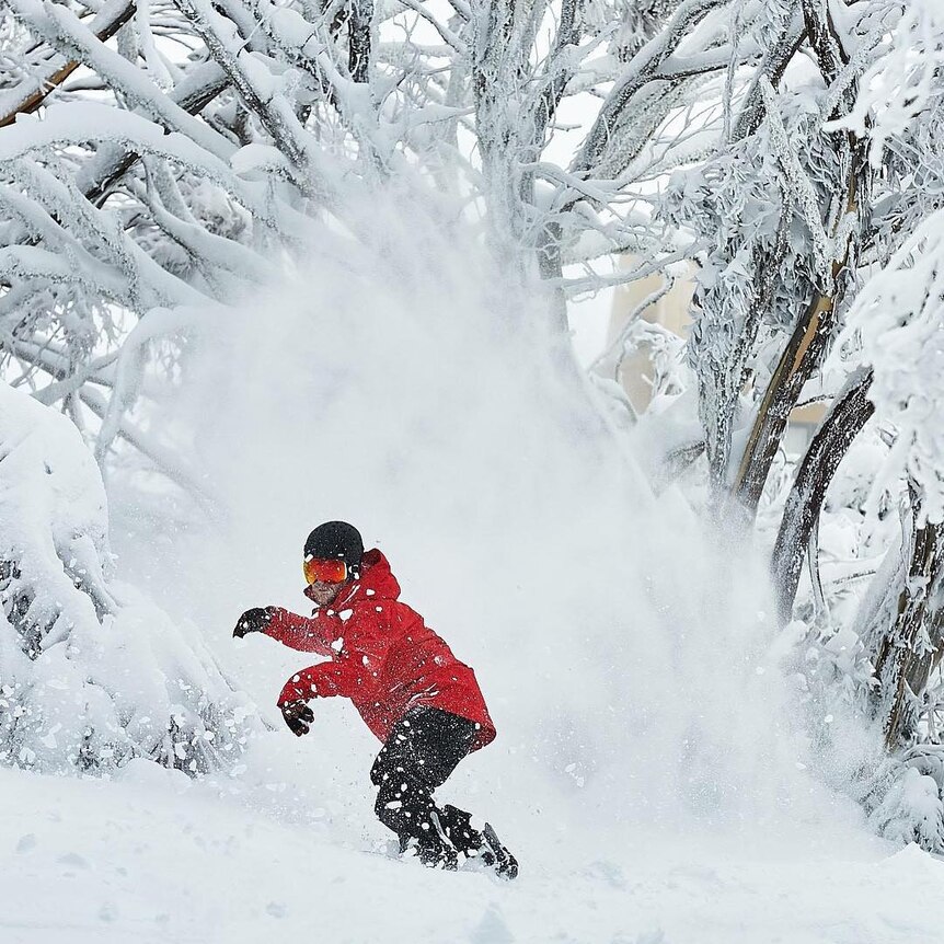 Person wearing red ski gear on snowboard in snowy forest