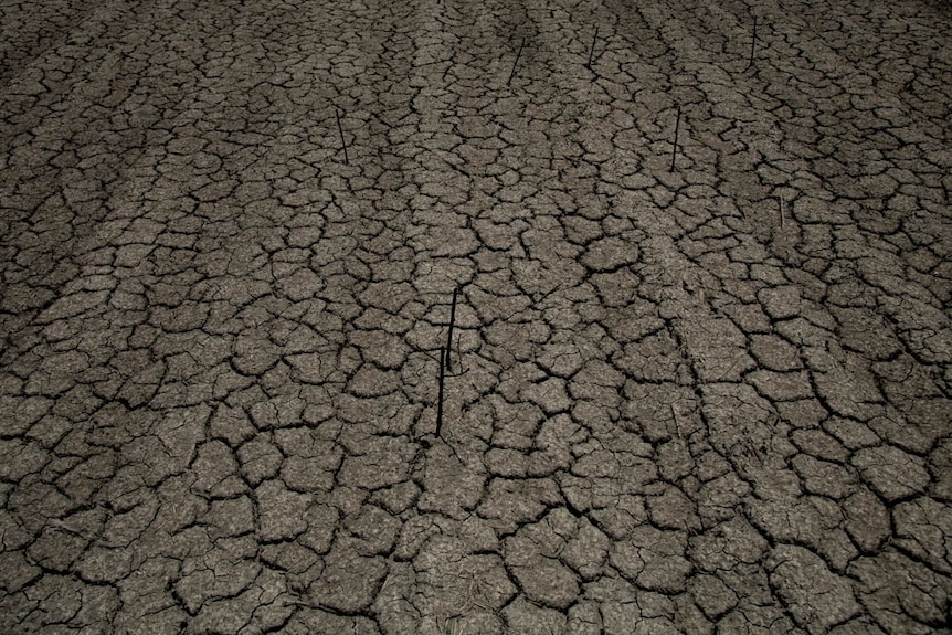 Cracked, muddy ground with a few dark sticks poking up