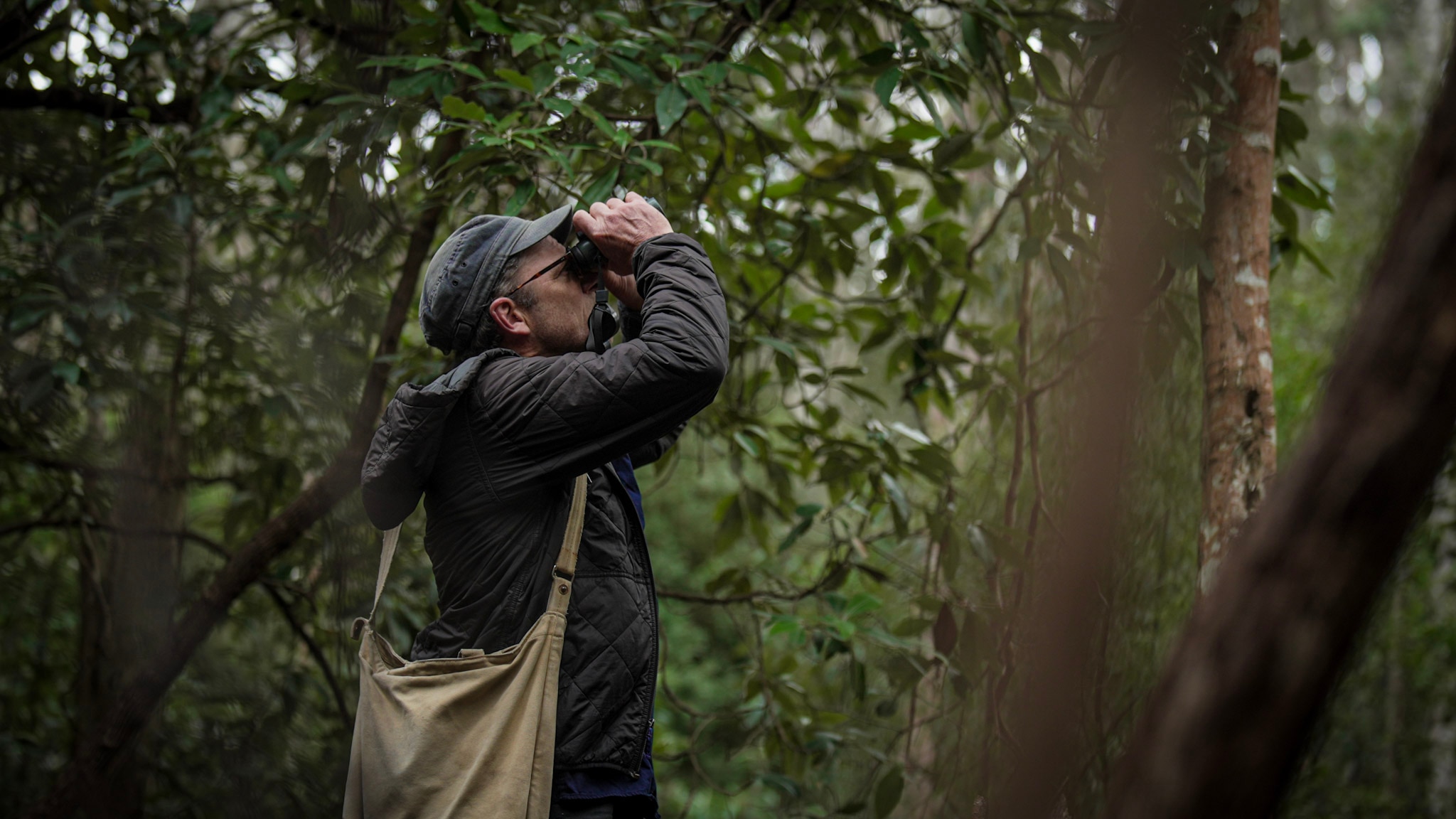 Ecologist Matt Webb holding binoculars to his eyes stands in a forest with large trees.