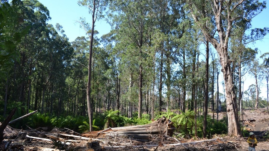Rainforest logging at Mt Jersey, Victoria