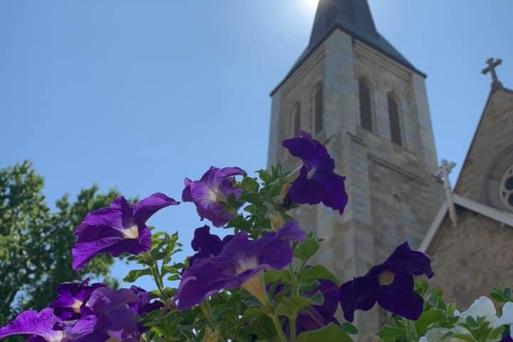 Purple flowers are in bloom with a church in the background.