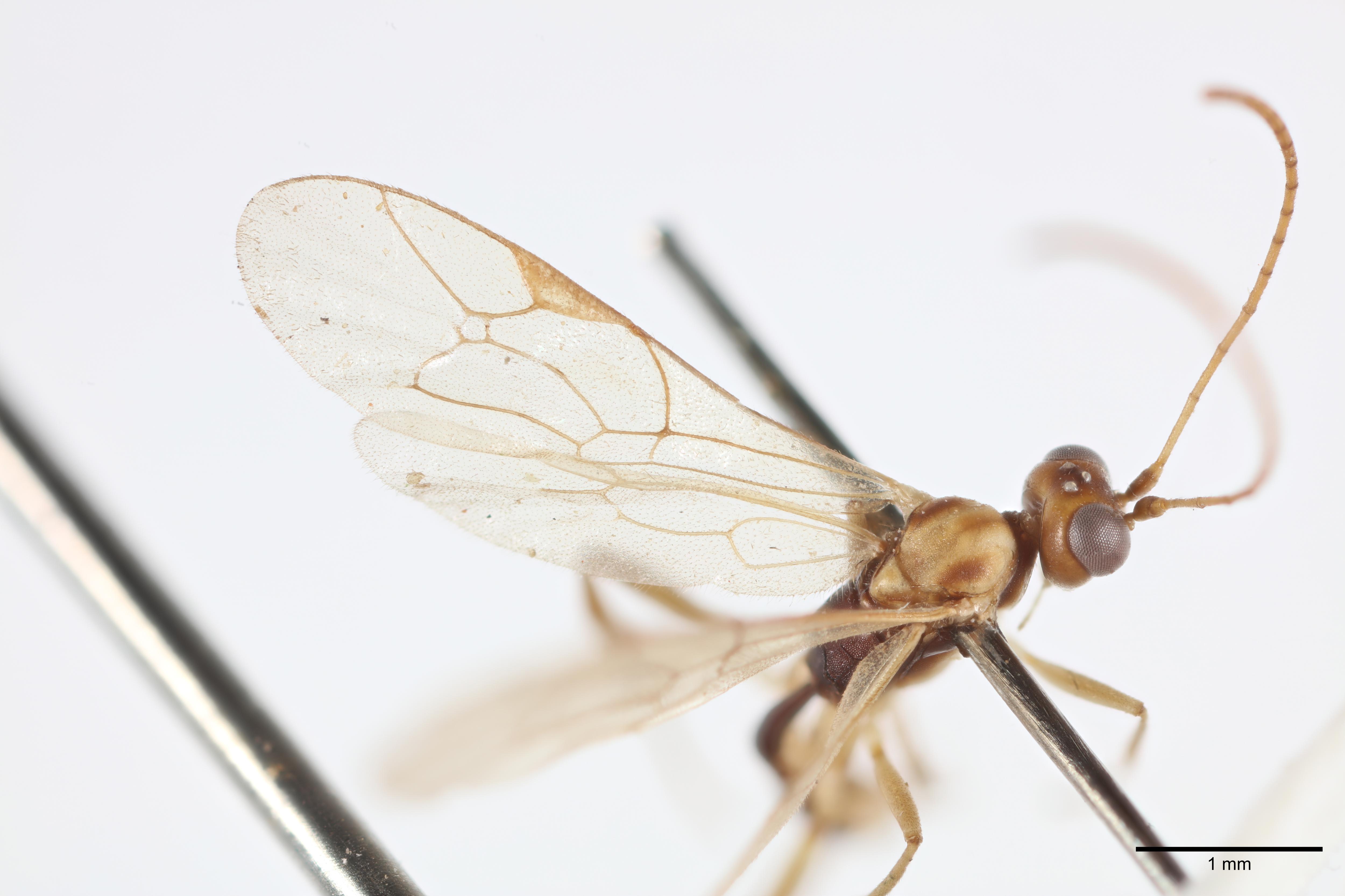 Wasp that eats host alive named after Attenborough for his 100th birthday