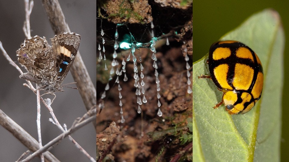 Composite picture of a brown butterfly with blue highlights, a glow-worm in a cave and a yellow-and-black ladybird.