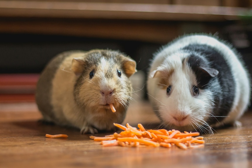 Two guinea pigs eating some shredded carrot