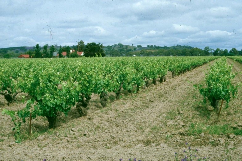 Green grape vines in a row