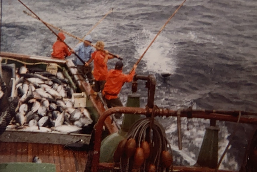 The back deck of a fishing boat, filled with tuna, men in orange coats poling fish onto the deck, rough ocean