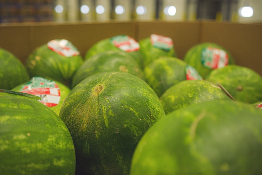 Close up shot of watermelons