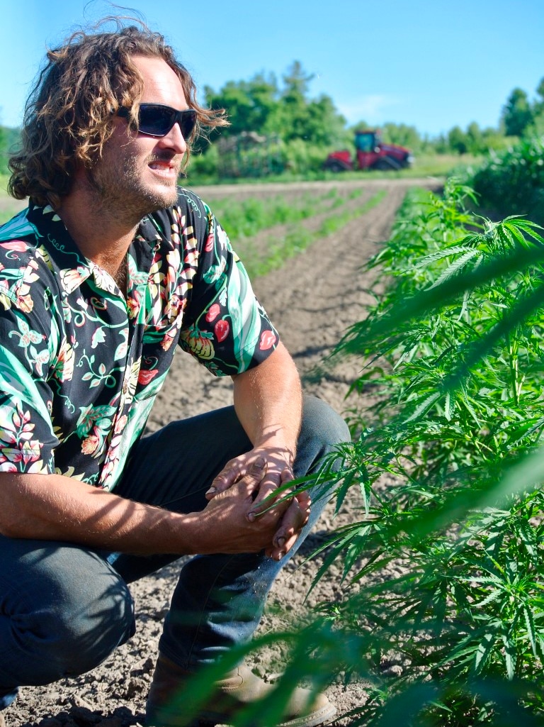 A man crouches near a hemp plant