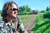 A man crouches near a hemp plant