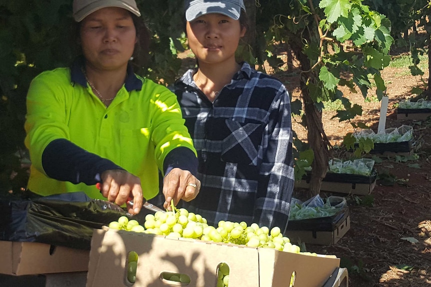 Backpackers harvesting seedless grapes from Ti Tree.