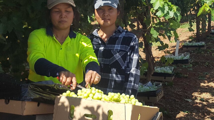 Backpackers harvesting seedless grapes from Ti Tree.