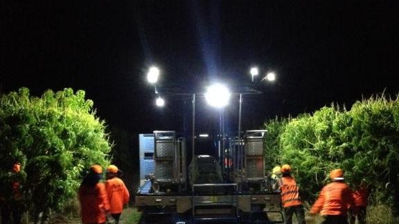 Piñata Farms picking at night