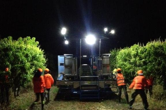 Piñata Farms picking at night