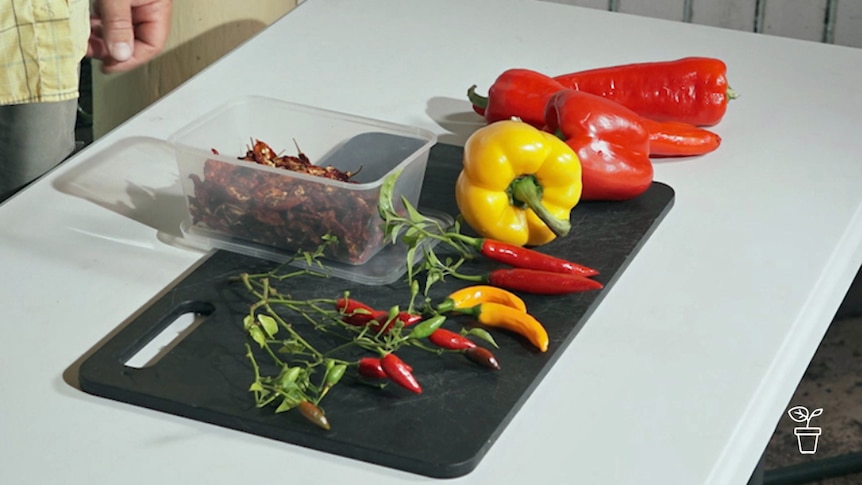 Table with an assortment of chillies and capsicum on it