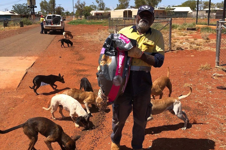 A council worker feeding stray dogs from a feed bag.