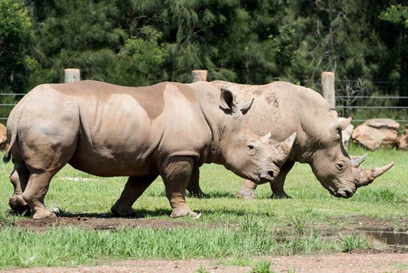 Rhinoceroses at a zoo with wire fences
