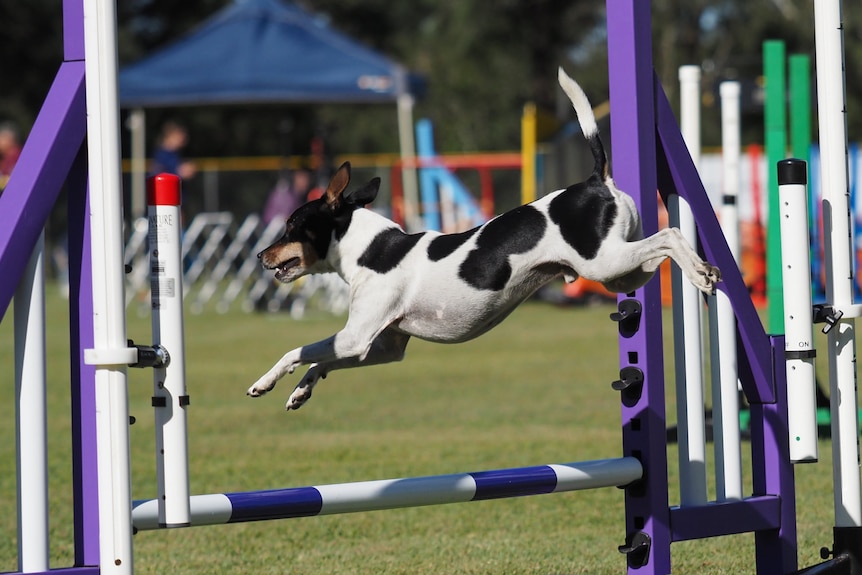 A black and white spotted dog jumping a hurdle