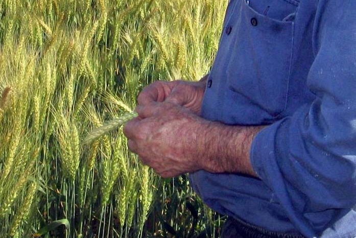 A farmer stands in a wheat field
