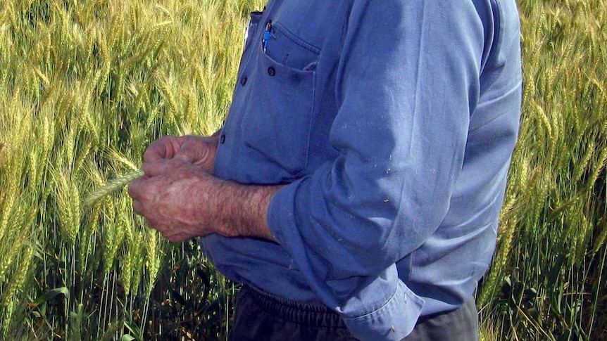 A farmer stands in a wheat field