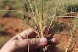 A spinifex species native to north-west Queensland, Triodia pungens.