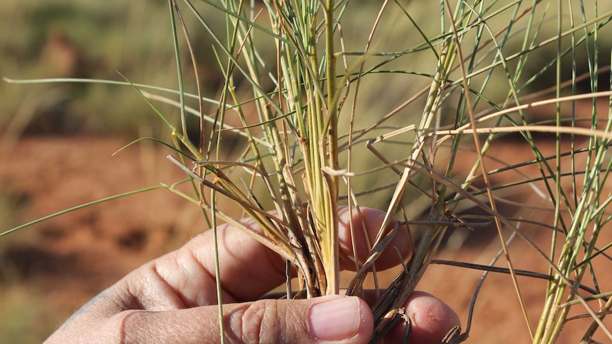 Close up photo of spinifex grass in a man's hand.