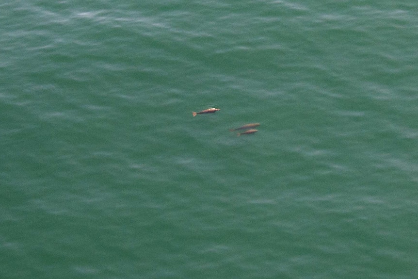 Group of dugongs swimming as seen from above