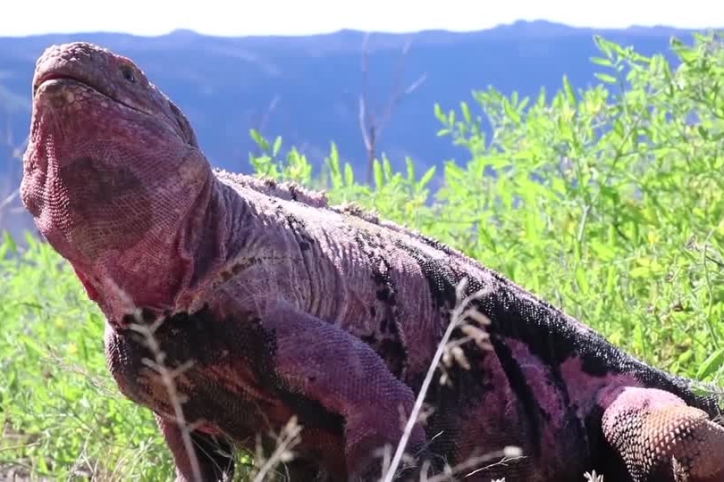 A pink iguana in front of a mountain