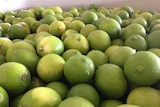 A close-up picture of limes in a box