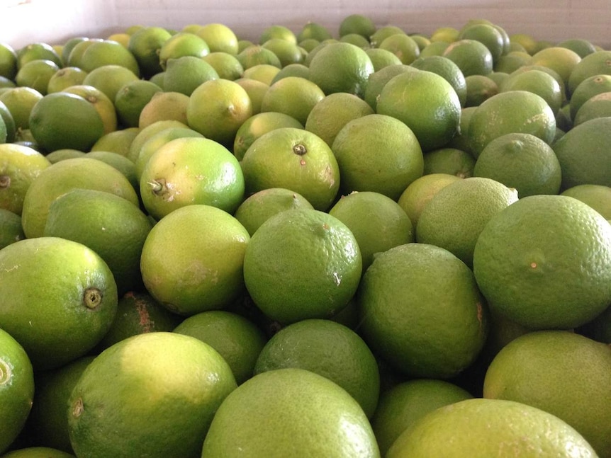 A close-up picture of limes in a box