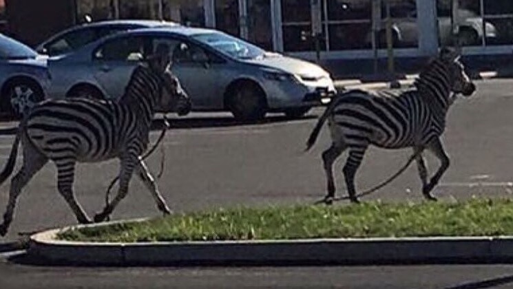 Zebras run through the streets of Philadelphia after running away from the circus.