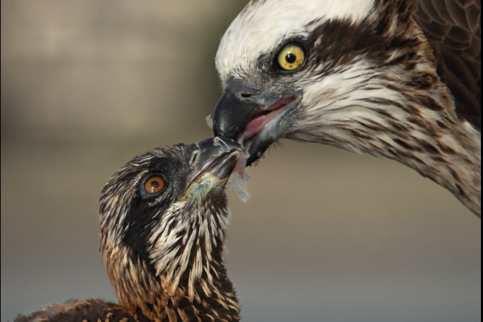 Close up of a female osprey feeding her chick by regurgitating fish.
