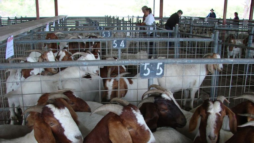 Goat sale at pens