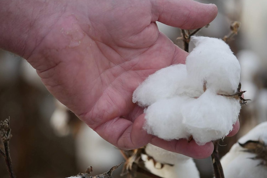 A close-up of a man's hand holds onto cotton growing in a crop.