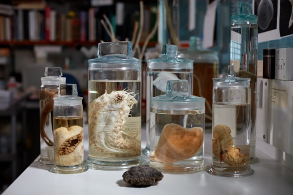 Specimens in a jar on a table.