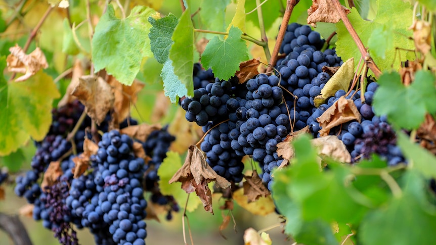 Bunches of deep blue grapes hang on green leafed vines