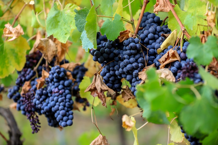 Bunches of deep blue grapes hang on green leafed vines