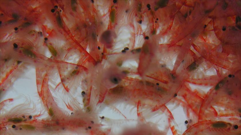 There is an increasing commercial interest in catching krill for omega-3 supplements.
