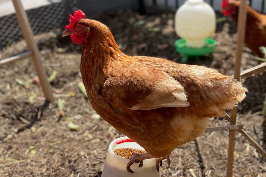 A chicken stands on a feed dispenser in a coop. Other chicken, water feeder behind it. Fence and footpath visible in background.