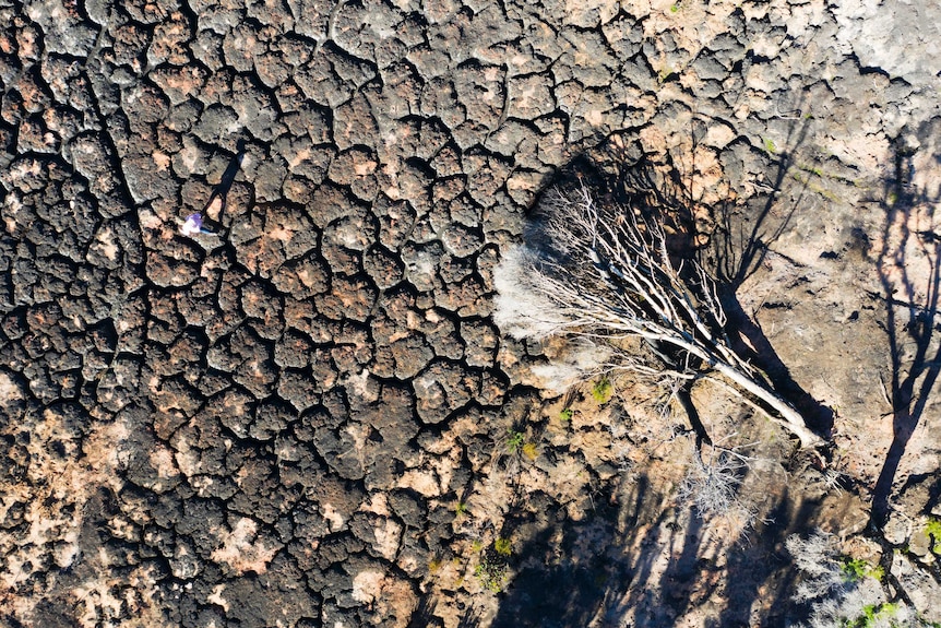 An aerial shot of severely burnt landscape.