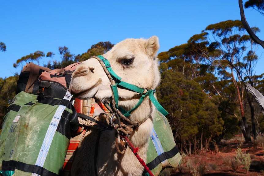 A white camel looking at the camera.