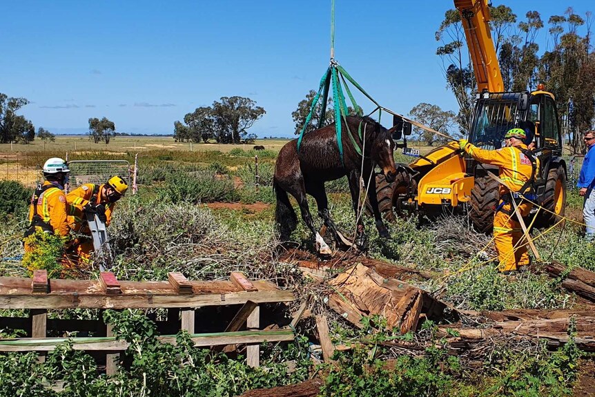 A horse is removed from a well with a crane while rescue workers look on.