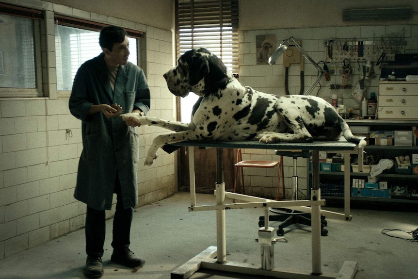 In a rundown workroom the actor clips the paws of an enormous black and white dog that sits on a gurney.